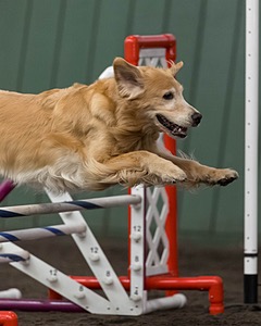 Callie Conroy