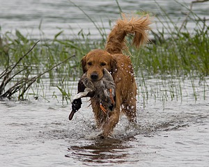 UCD SHR Sand Dancer's Windfall JH CDX