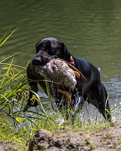 Otter Marro