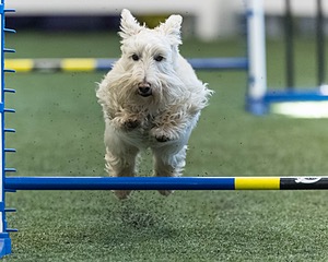 Monty Krapf