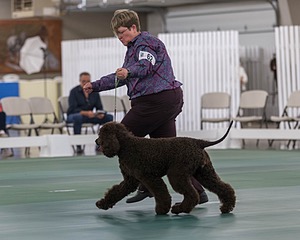 62 - GCH ALL GREEN WI' ENVY V ALPHA NORDIC CD RE DS RATN (Jade)