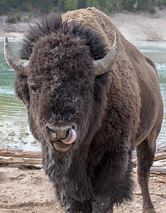 Yellowstone National Park