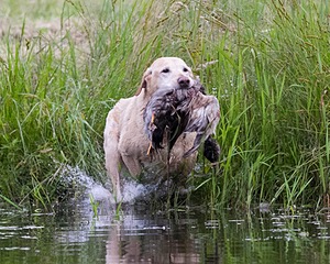 20130713-MHB2-0280.jpg