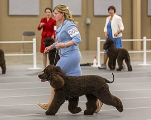 200 - GCH CH Poole’s Ide By Design (Skeeter)
