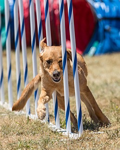 20160618-CCKC-1505.jpg
