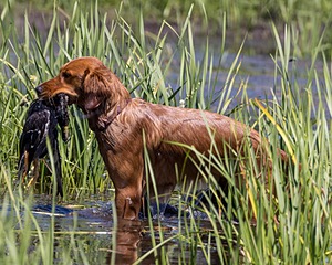 Ruby Weeks