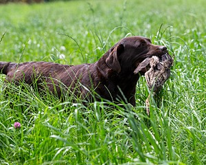 20160604-SEAL-1168.jpg