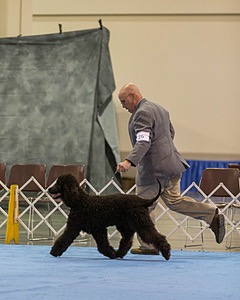 26 - CH Blackthorn 'N Nawedshoe's Sausalito Rose BCAT TKN (Rosie)