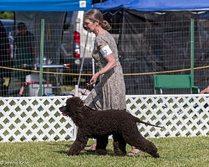 62 - GCH CH Chantico's Dark And Stormy BN RN (Kiera)