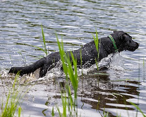 20170603-SHRW-1417.jpg