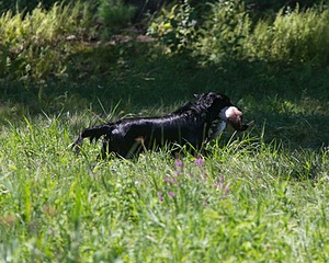 Gunner McCluer