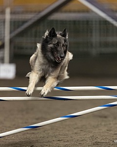 Stella Corriveau