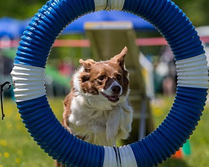 20170520-NEAT-1627.jpg