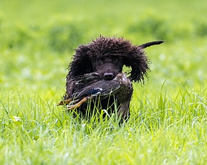 Ghillie Kezer