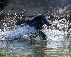 Splash
