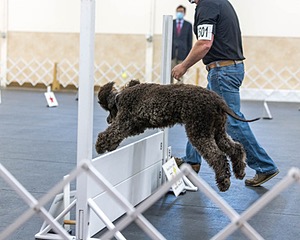 2501 - GCH CH BLACKTHORN'S KEEVA CROMPTON RM AX AXJ XF TKN (Keeva)