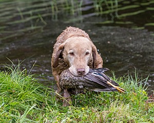 20170603-SHRW-1356.jpg