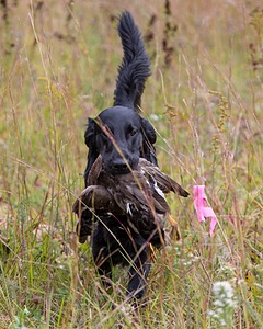 Cooper Westcot