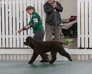 64 - GCH CH CAT N PATS LUCK BE A LADY RN CAX CGC
