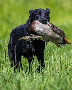 Duke Doyon