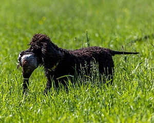 Ghillie Kezer