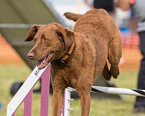 Tillie Cross