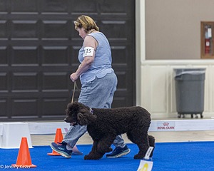 R15 - GCH CH LANDACRE'S NORDIC SAILOR DN CGC TKI