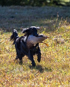 Dolly Partridge