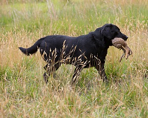 Sambo Moss