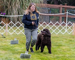 2204 - GCH CH BREKKON'S FIRST MARK CGC