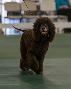36 - GCH ARROYO'S BEGIN THE BEGUINE AX OAJ NF (Porter)