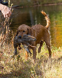 Marsha Wilcox's Pete