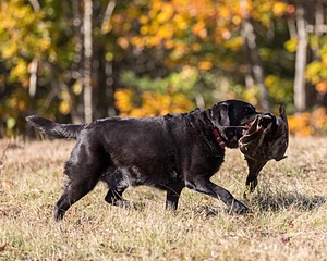 20201011-VetL-0125.jpg