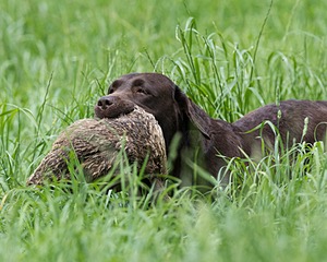 20160604-SEAL-1190.jpg