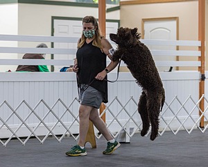 2204 - GCH CH BREKKON'S FIRST MARK CGC