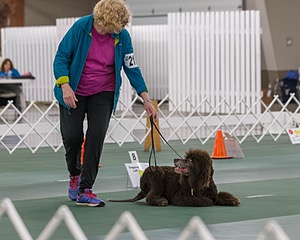 2104 - GCH ARROYO'S BEGIN THE BEGUINE AX OAJ NF (Porter)