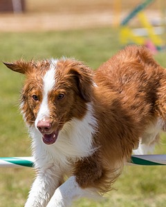 Sirius Levitt