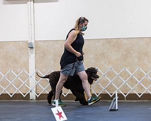 2204 - GCH CH BREKKON'S FIRST MARK CGC