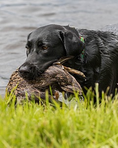 20170603-SHRW-1439.jpg