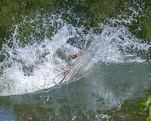 Ali Jumet