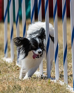 20160618-CCKC-1863.jpg