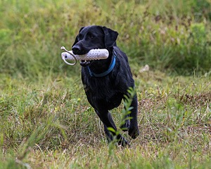 Gunner