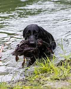 Cane Robichaud