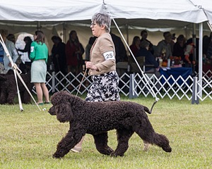 25 - GCH CH POOLE'S IDE RIPTIDE OHS RI DS CGC (Rip)