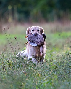 Ghillie Deresienska