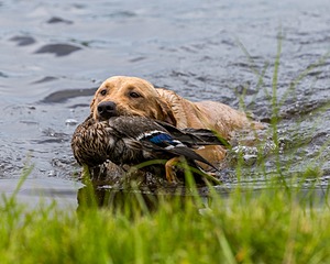 20170603-SHRW-1941.jpg