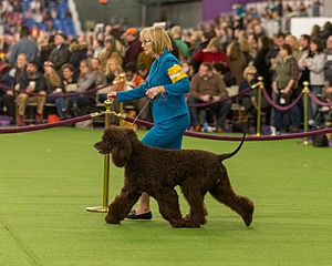 14 - GCH CH Tara's Utter Chaos (George)