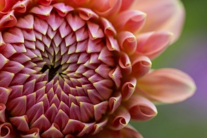 Dahlia, Massachusetts