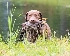 Hunter Law