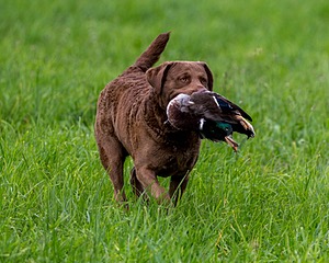 20170603-SHRL-0906.jpg